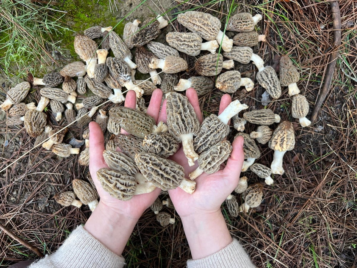 Antalya'nın Kaş ilçesinde doğada kendiliğinden yetişen ve yöre halkı arasında "dolaman" olarak...
