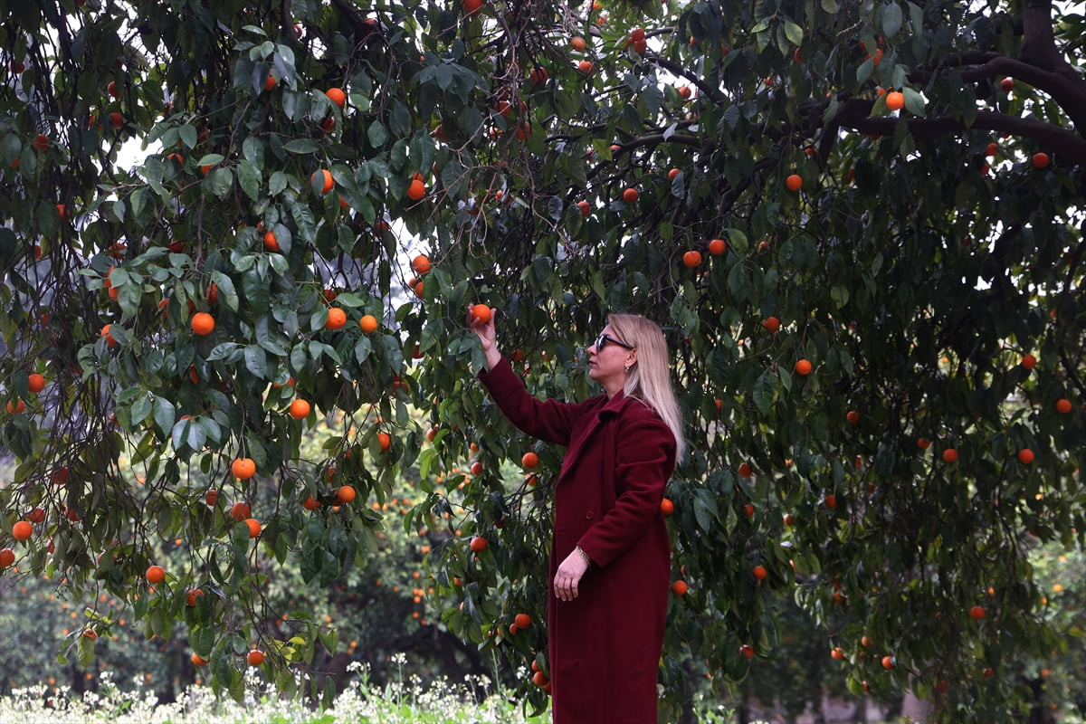 Antalya'nın logosunda da yer alan turunç fidanlarının yetiştirildiği Batı Akdeniz Tarımsal...