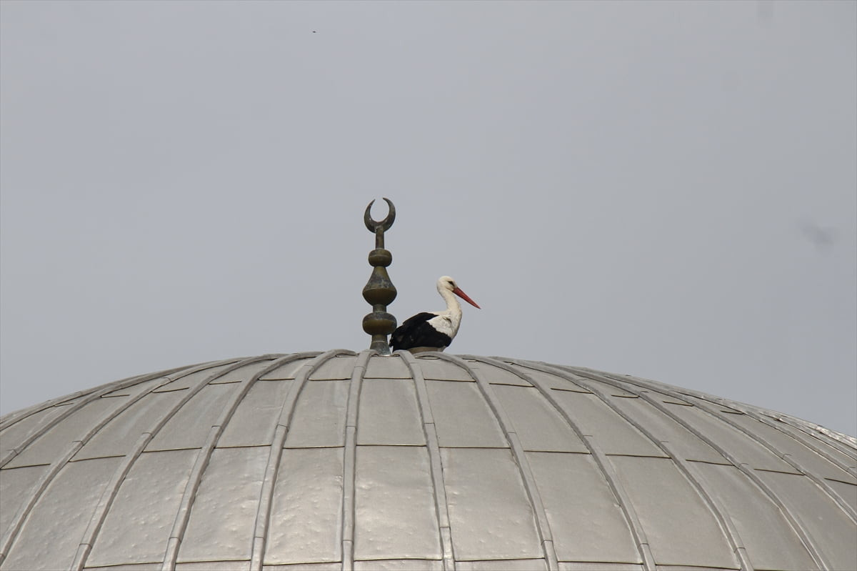 Antalya'nın Serik ilçesinde cami kubbesinde bulunan leylek yuvası güvenli alana taşındı.