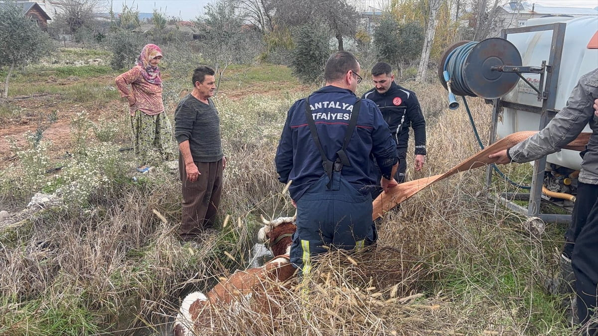 Antalya'nın Serik ilçesinde sulama kanalına düşen inek, itfaiye ekibince kurtarıldı.