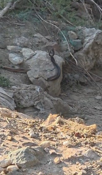 ANTALYA’NIN KUMLUCA İLÇESİNDE 1 METRELİK İKİ YILANIN ÇİFTLEŞME DANSI VATANDAŞIN CEP TELEFONUYLA...