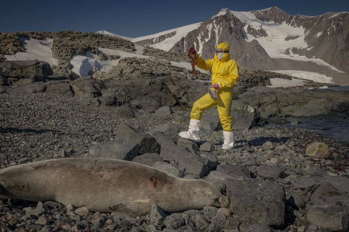 Antarktika'nın aşırı soğuk ve kurak koşulları yaşam için zorlu bir ortam oluştursa da bu bölgede...