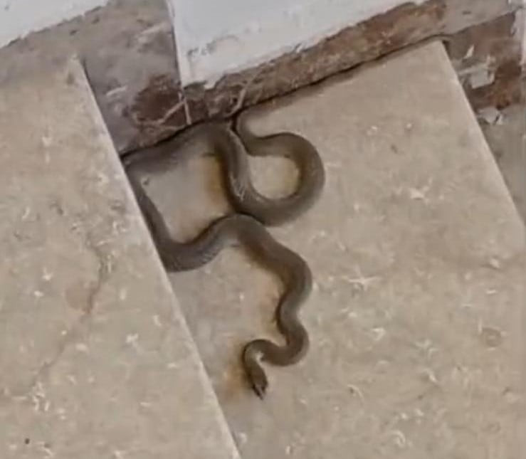 APARTMANA GİREN YILAN PANİĞE NEDEN OLDU