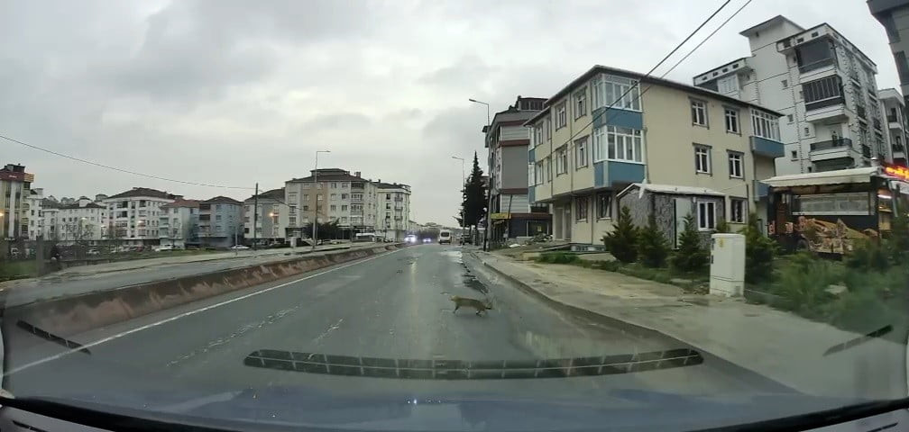 ARABANIN ALTINDA KALAN KEDİ YARA ALMADAN KURTULDU.