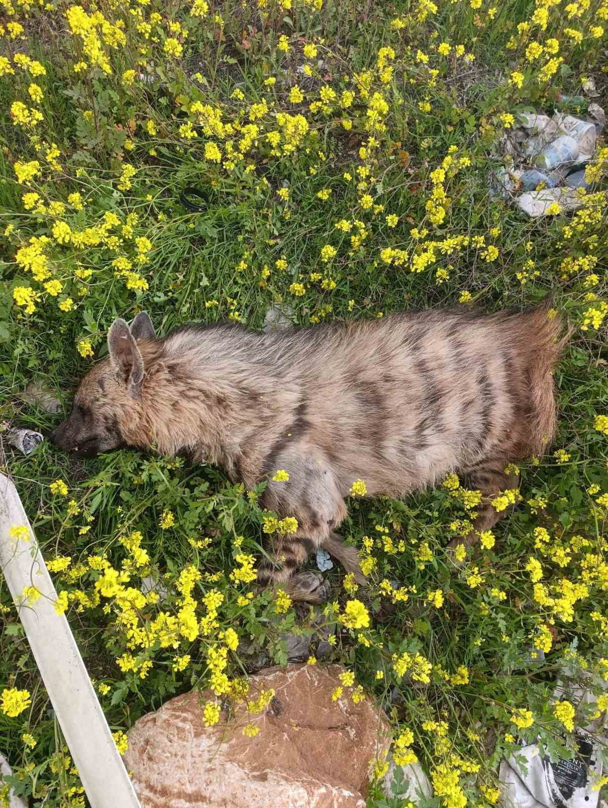 ARACIN ÇARPTIĞI SIRTLAN TELEF OLDU