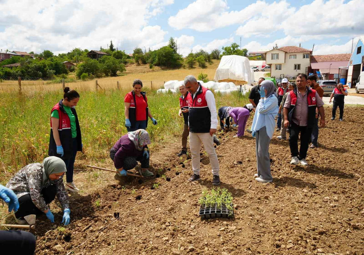 ARAZİDE TOPLU FİDE DİKİMİ YAPILDI
