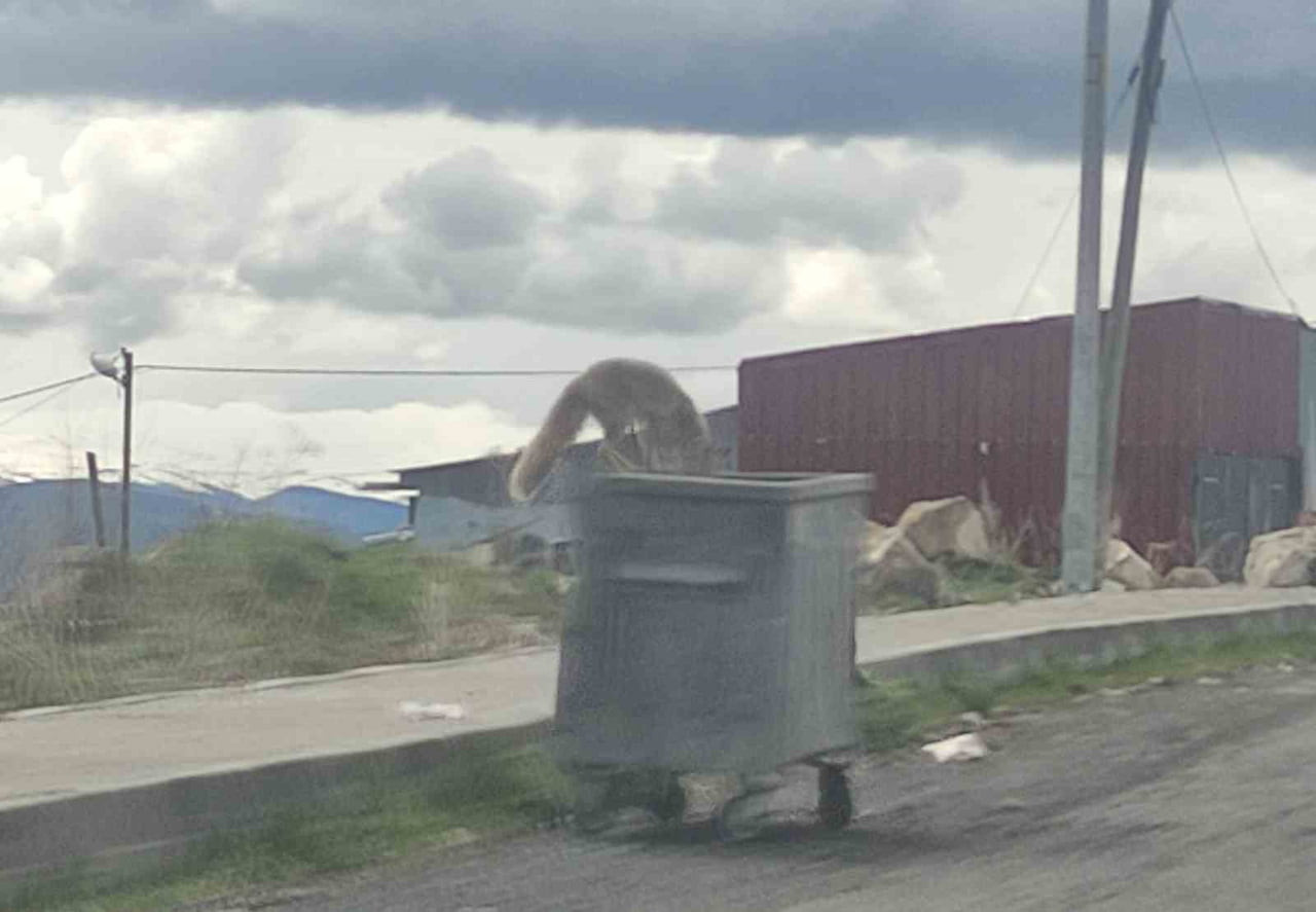ARDAHAN'DA ÇÖP KONTEYNERİNDE YİYECEK ARAYAN KIZIL TİLKİ, KAMERAYA YANSIDI.