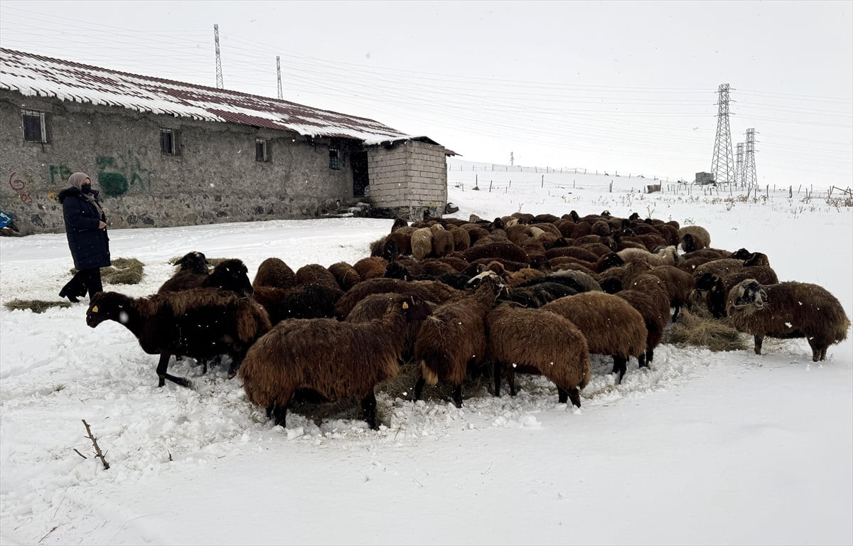 Ardahan'da devlet destekli proje küçükbaş hayvancılığı yeniden canlandırdı, kentteki koyun sayısı...