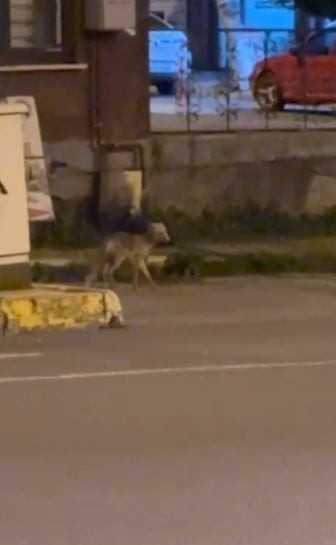 ARDAHAN'DA GECE ŞEHRE İNEN TİLKİ KAMERALARA YANSIDI. (ARDAHAN-İHA)