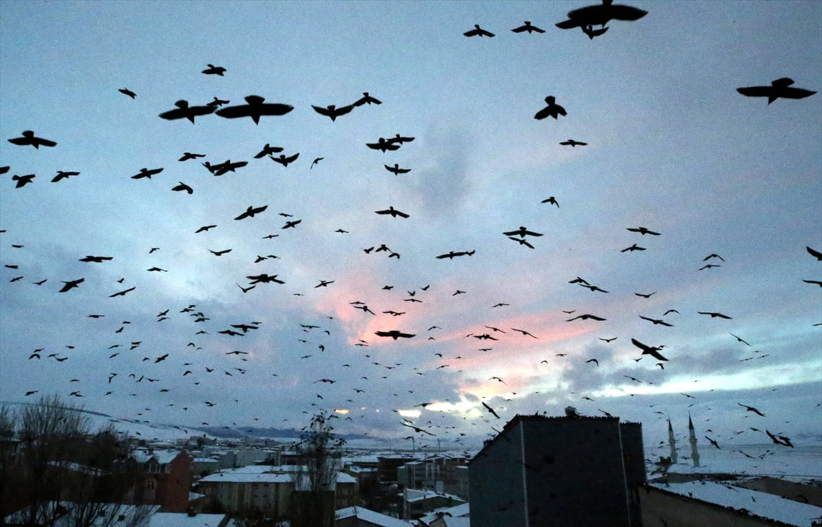 Ardahan'da gün batımı sırasında gökyüzünde uçuşan kuşlar, güzel görüntü oluşturdu.
