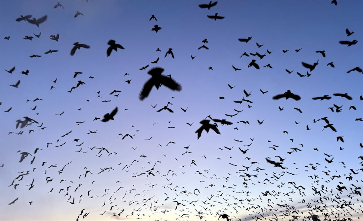Ardahan'da kuşların dansı gün batımı ile güzel görüntü oluşturdu.