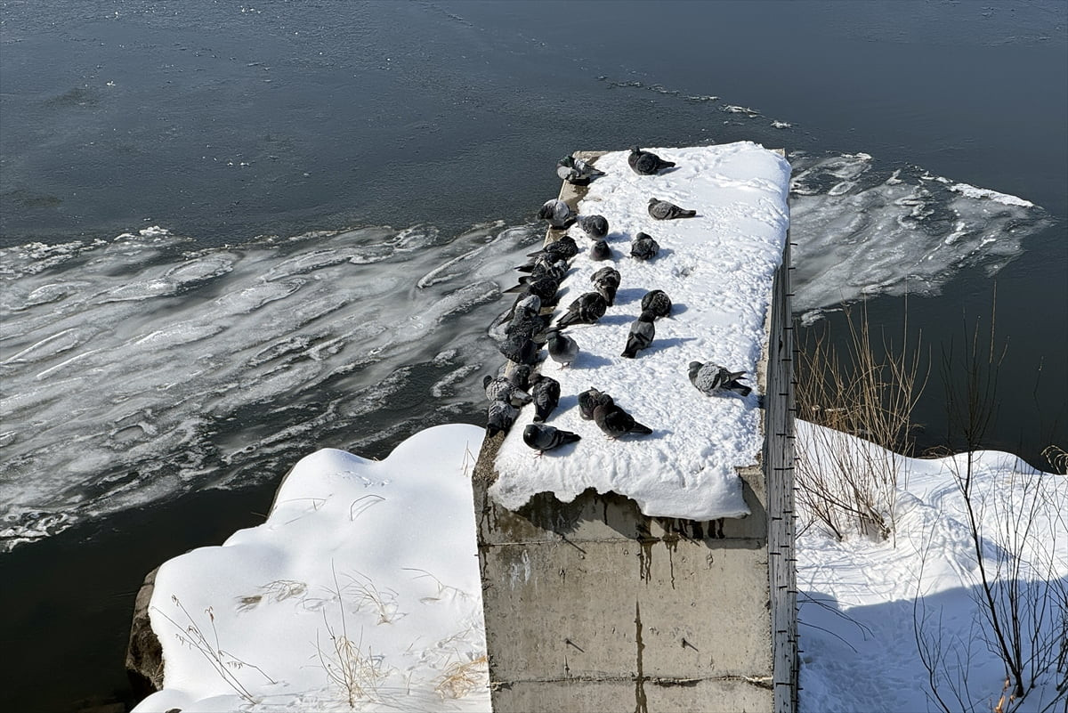 Ardahan'da soğuk hava etkili oldu. Gece hava sıcaklığının sıfırın altında 9 dereceye düştüğü...