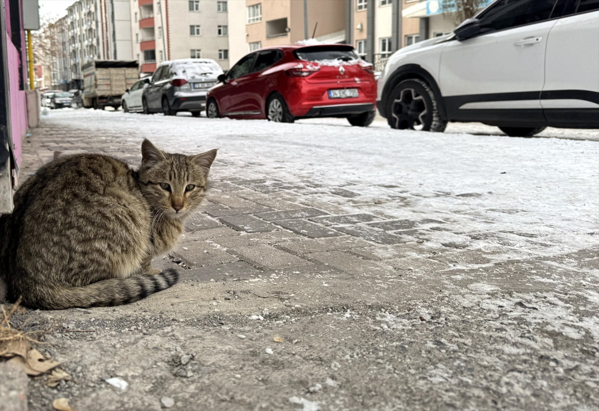 Ardahan'da soğuk hava ve kar yağışı etkili oldu.