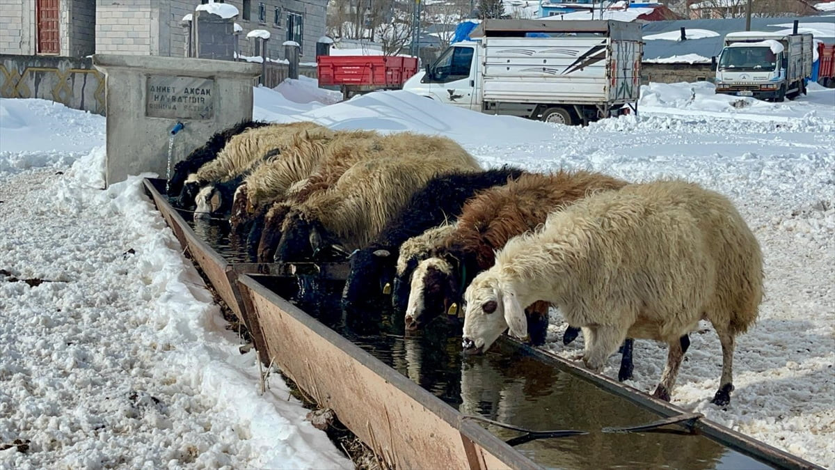 Ardahan'da soğuk hava ve kar yağışı taşra kesiminde yaşamı olumsuz etkiliyor. Besiciler, soğuk...
