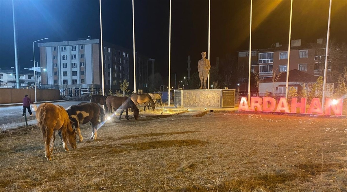 Ardahan'da yiyecek arayan yılkı atları kent merkezine indi.