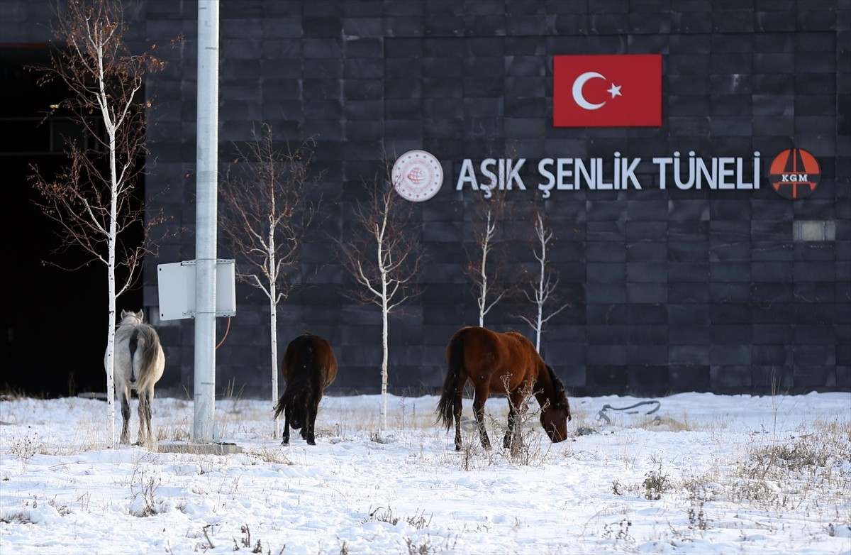 Ardahan'da yiyecek bulmak için Aşık Şenlik Tüneli girişine inen yılkı atları bir süre ulaşımın...