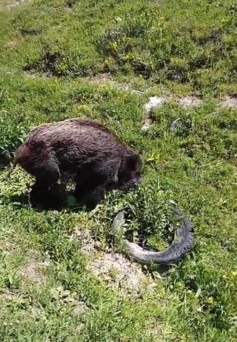 ARDAHAN'DAA GÖRÜNTÜLENEN YABAN DOMUZU, VÜCUDUNDAKİ YARA İZLERİYLE DİKKAT ÇEKTİ.