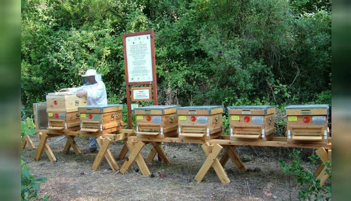 arıcılık püf noktaları