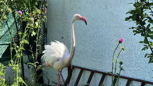 Arnavutköy’de ormanlık alanda kanadı kırık flamingo bulundu