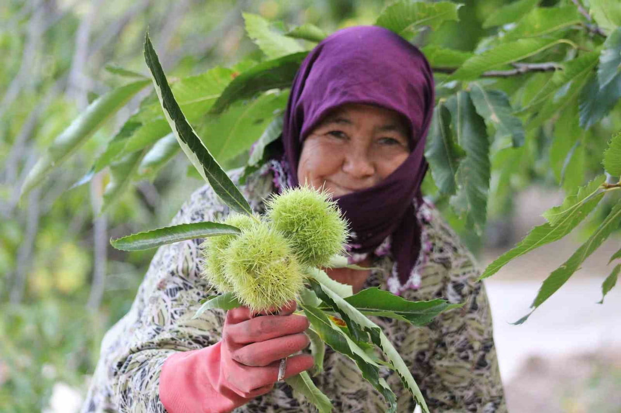 (ARŞİV FOTO) - AYDIN İL TARIM VE ORMAN MÜDÜRLÜĞÜ, KESTANE ALANLARINDA YAPILAN KONTROLLERDE VERİM...