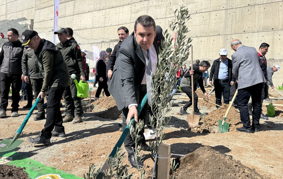Artvin'de, 21 Mart Dünya Ormancılık Günü ve Orman Haftası etkinlikleri kapsamında 200 zeytin...