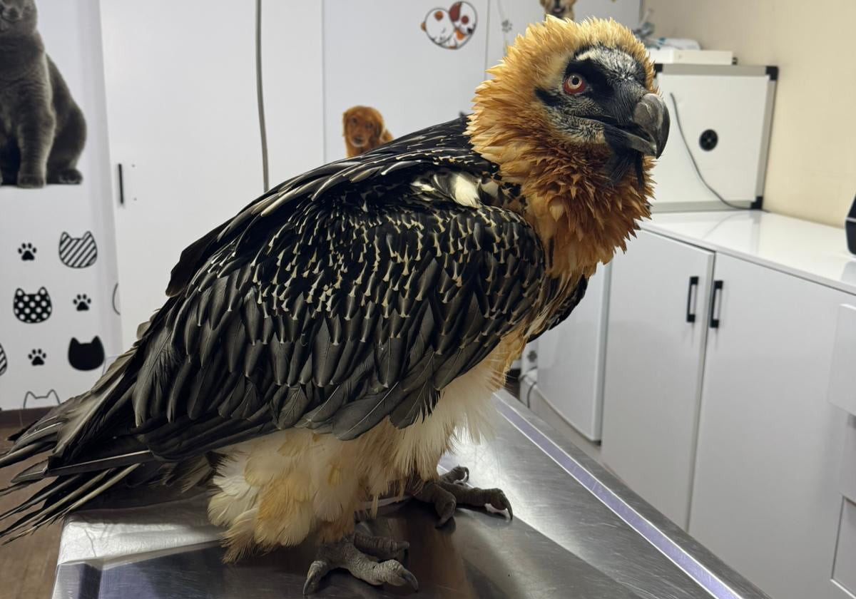 Artvin'de yaralı bulunan, nesli tükenme tehlikesi altındaki türlerden sakallı akbaba, tedavisinin...