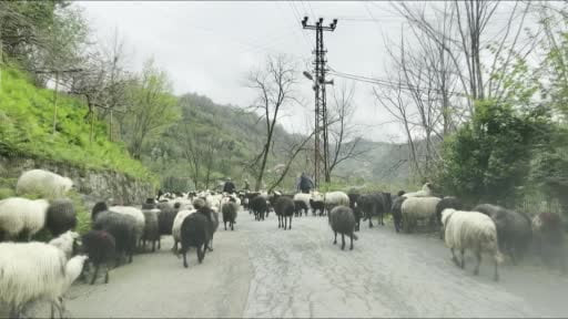 Artvin'de zorlu yayla göçü başladı