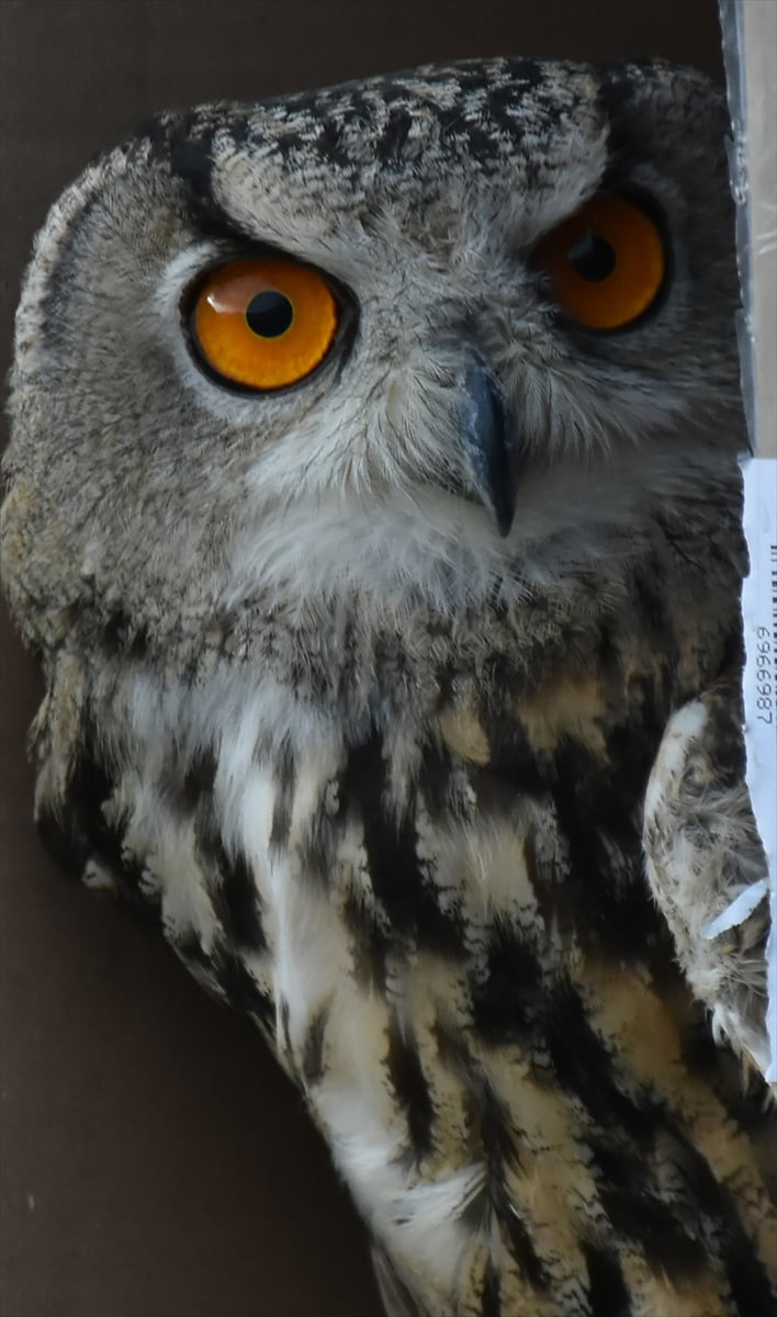 Artvin'in Ardanuç ilçesinde yaralı bulunan puhu, tedavisinin ardından doğaya salındı.