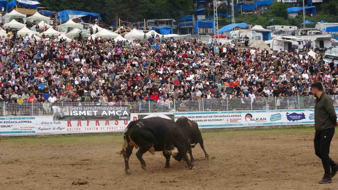 ARTVİN'İN KAFKASÖR YAYLASI'NDA BU YIL 45.'İNCİSİ DÜZENLENEN FESTİVALDE BOĞALAR ŞAMPİYONLUK İÇİN...