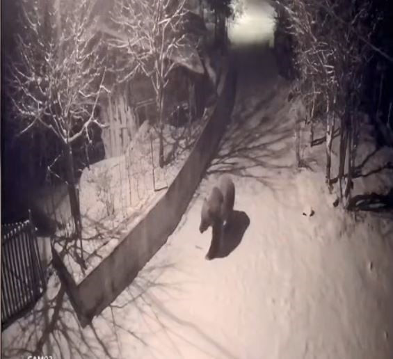 ARTVİN’DE İLKBAHARLA BİRLİKTE KIŞ UYKUSUNDAN UYANAN AÇ AYILAR, YİYECEK BULMAK İÇİN KÖYLERE VE...