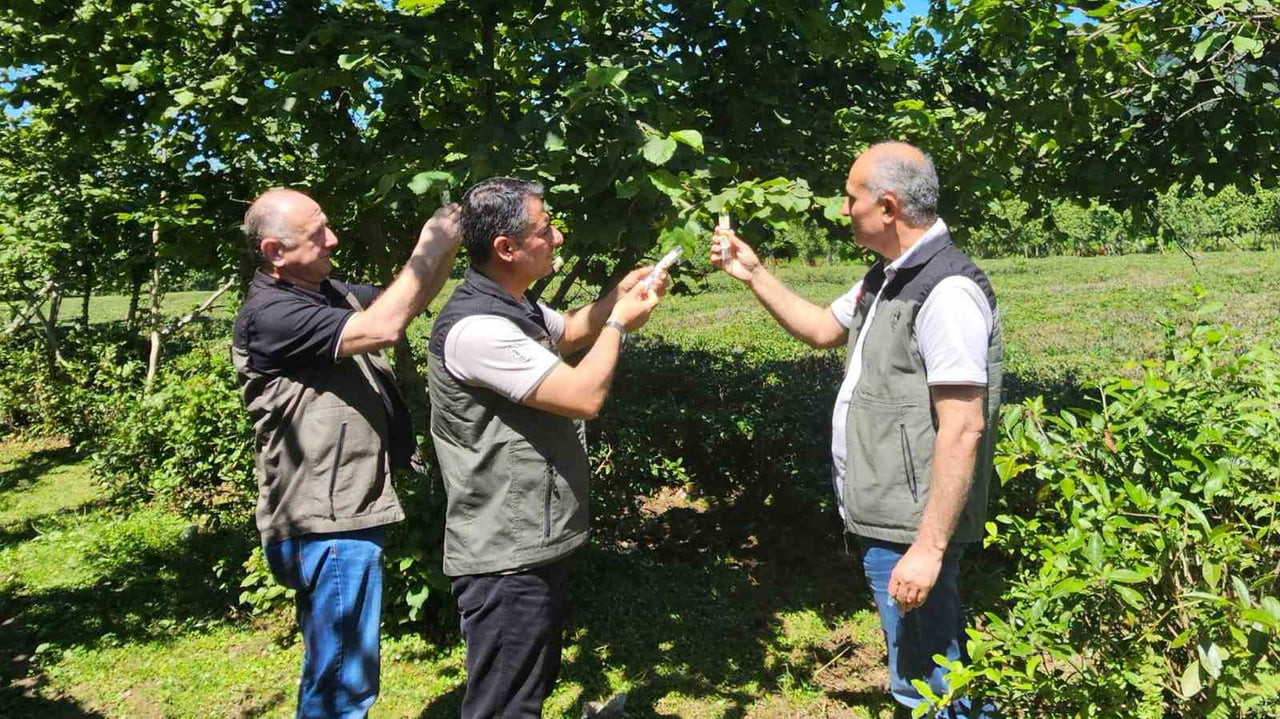 ARTVİN’DE TARIM VE ORMAN ALANLARINDA ZARARA YOL AÇAN KAHVERENGİ KOKARCAYA KARŞI YÜRÜTÜLEN MÜCADELE...
