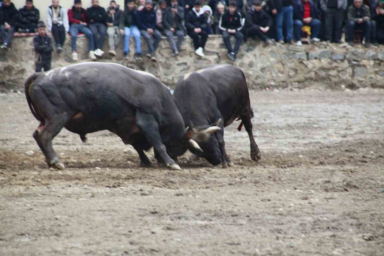 ARTVİN’İN YUSUFELİ İLÇESİNDE DÜZENLENEN 31’İNCİ BOĞA GÜREŞLERİYLE SEZON AÇILIRKEN, 104 BOĞANIN...