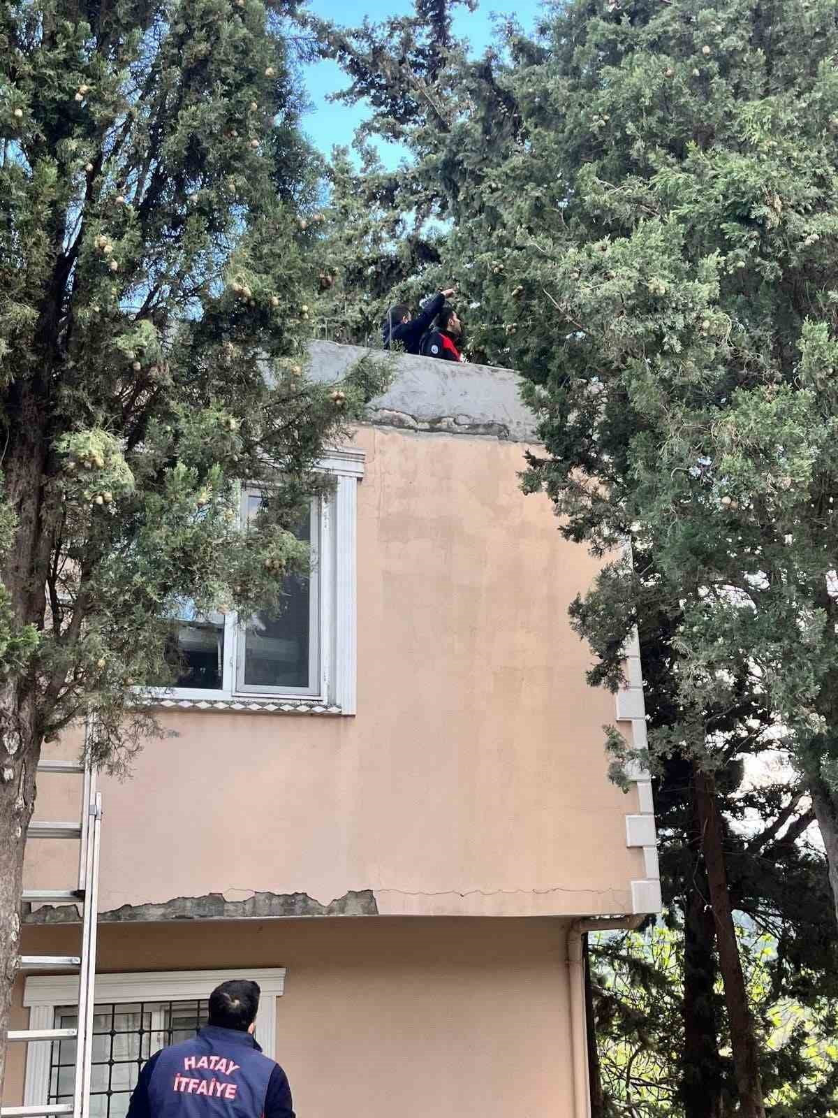 ASA AĞAÇTA MAHSUR KALAN KEDİYİ İTFAİYE KURTARDI (FOTOĞRAFLI) CEMAL KILINÇ HATAY (İHA) - HATAY’DA...