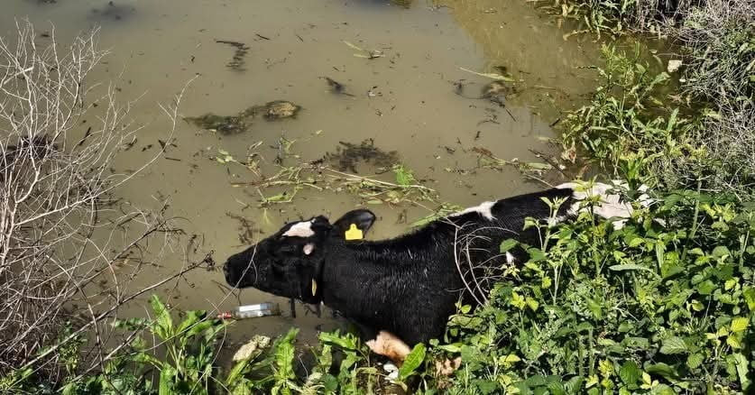 ASA SU KANALINA DÜŞEN İNEK, İTFAİYE EKİPLERİ TARAFINDAN KURTARILDI (FOTOĞRAFLI) CEMAL KILINÇ HATAY...