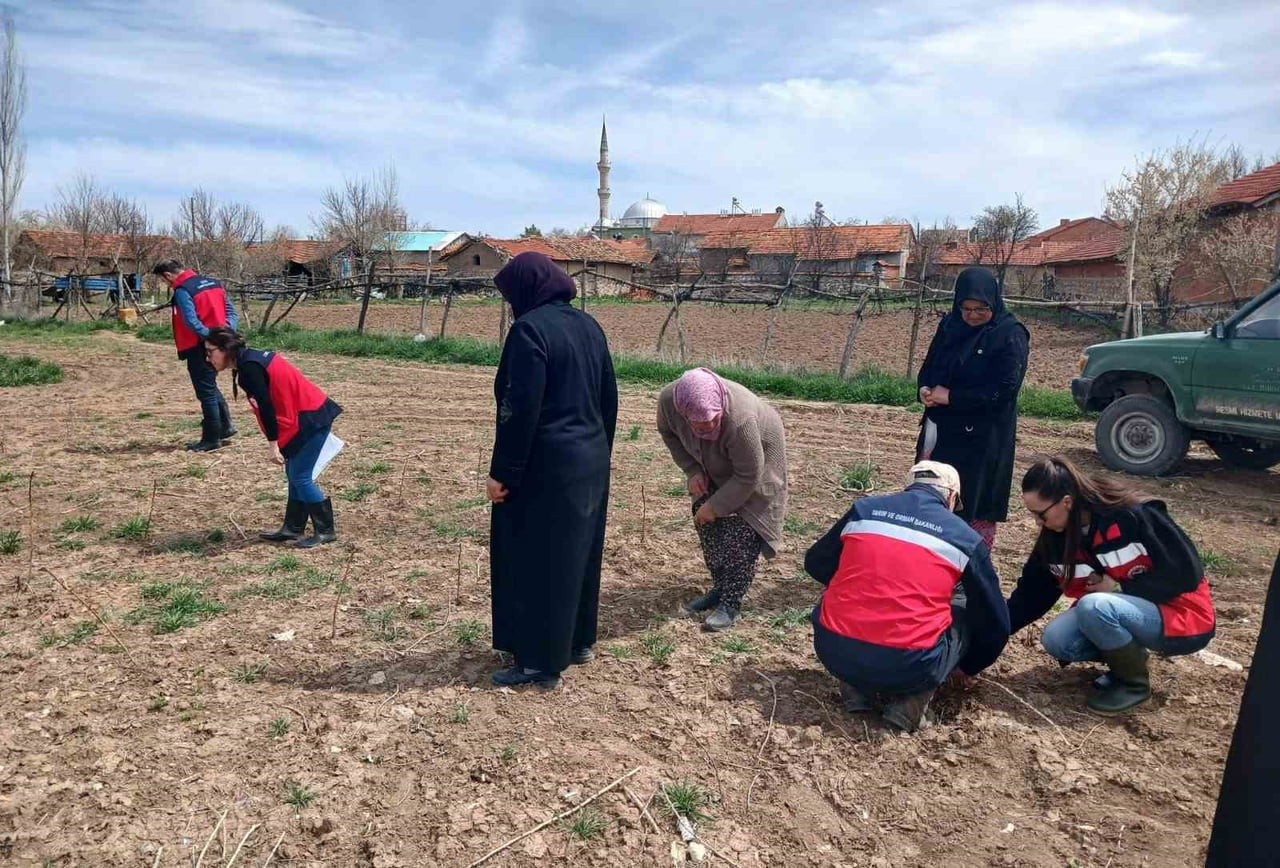 ASLANAPA’DA ÇİFTÇİLERE YÖNELİK EĞİTİM VE SAHA ÇALIŞMALARI GERÇEKLEŞTİRİLDİ