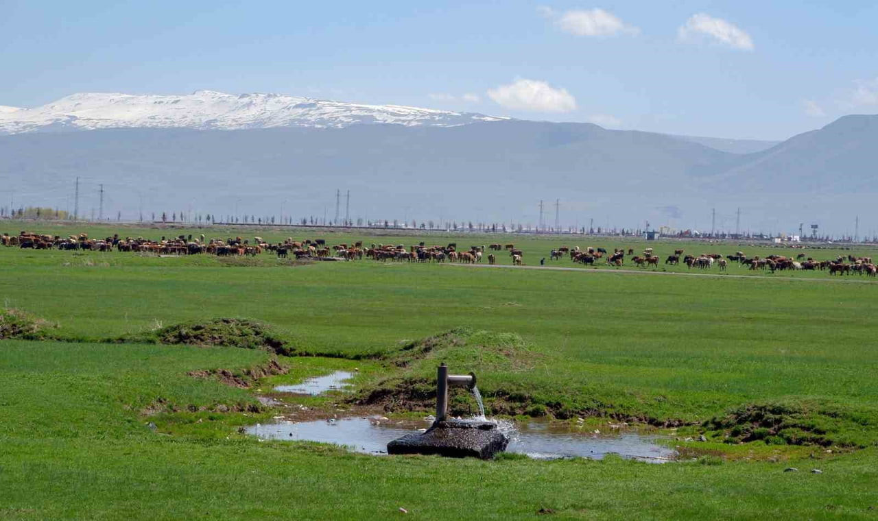 ATATÜRK ÜNİVERSİTESİ TARAFINDAN YAYINLANAN "JOURNAL OF ANİMAL SCİENCE AND ECONOMİCS" DERGİSİNDE...
