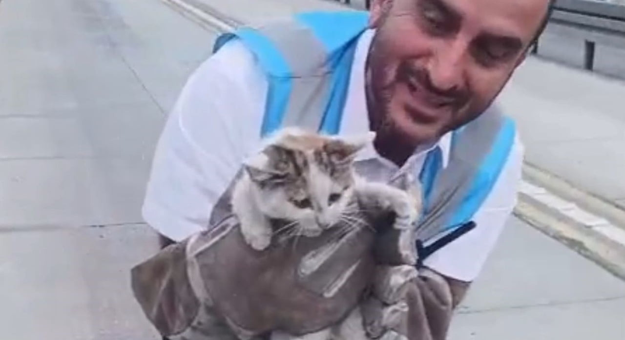 AVCILAR SAADETDERE VE ŞÜKRÜBEY METROBÜS DURAKLARI ARASINDA HAT İÇİNE GİREN 2 YAVRU KEDİ, İETT...