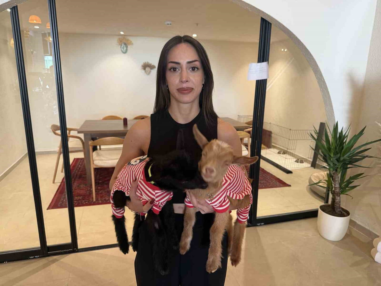 AVCILAR’DA KAFE SAHİBİ KADIN, ANNELERİ ÖLEN OĞLAKLARI SAHİPLENENDİ. KAFEDE BAKTIĞI KEÇİLER, SOSYAL...
