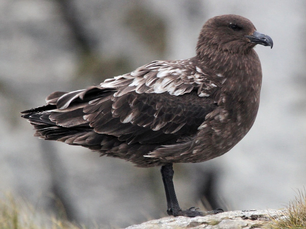AVUSTRALYA ANA KARASINDA İLK H5N1 KUŞ GRİBİ VAKASI ŞÜPHESİ
