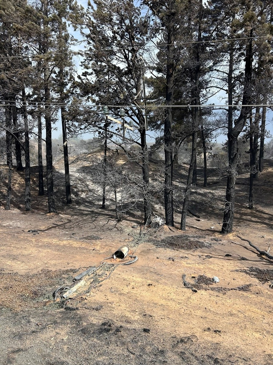 Avustralya'nın New South Wales (NSW) ve Tazmanya eyaletlerinde çıkan orman yangınlarında 1...