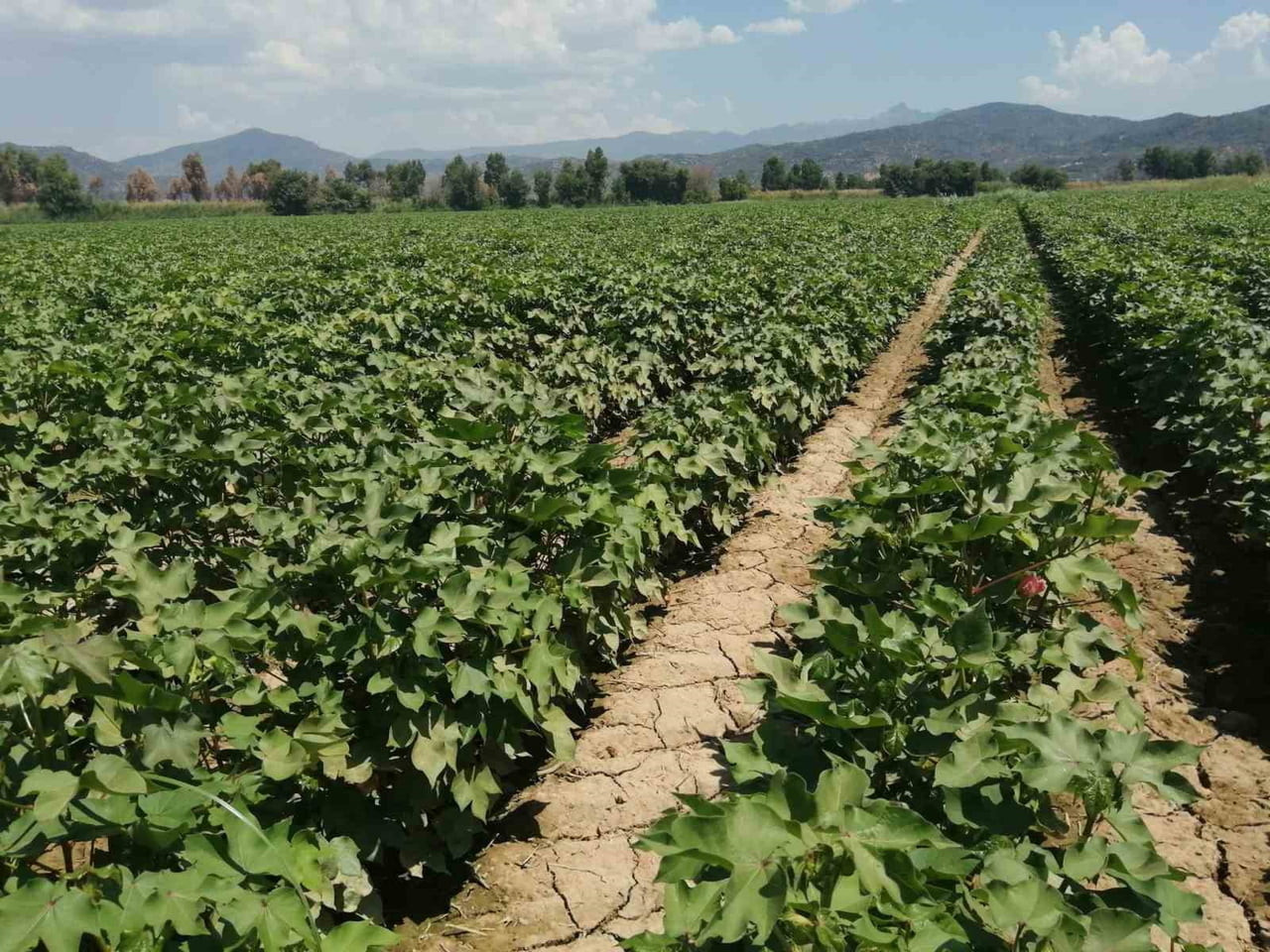 AYDIN İL TARIM VE ORMAN MÜDÜRLÜĞÜ, SON GÜNLERDE ETKİLİ OLAN BÖLGESEL YAĞIŞLARIN PAMUKTA TÜTÜN...