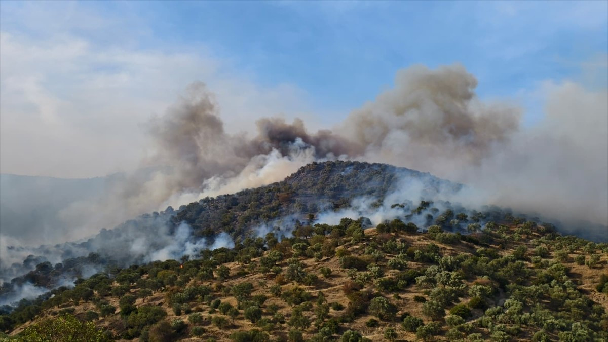Aydın'ın Bozdoğan ilçesinde ziraat alanında çıkan yangına havadan ve karadan müdahale...