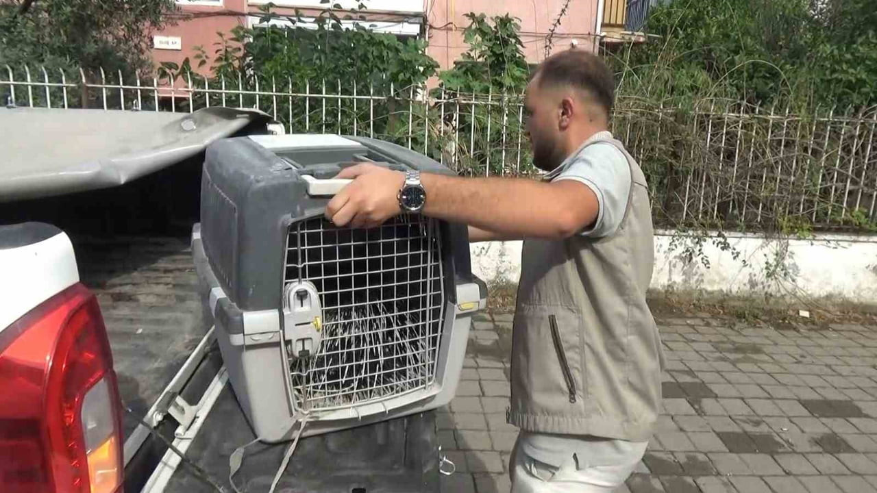 AYDIN'IN EFELER İLÇESİNDE BİR İŞ YERİNİN DEPOSUNA GİREN NESLİ KORUMA ALTINDAKİ OKLU KİRPİ...