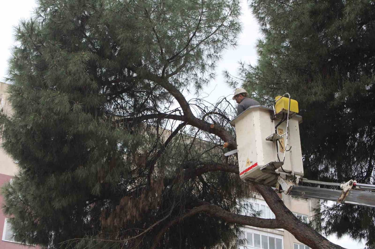 AYDIN'IN EFELER İLÇESİNDE ETKİLİ OLAN YAĞIŞLARIN ARDINDAN 2 ÇAM AĞACI YAN YATARKEN, EKİPLERİN...