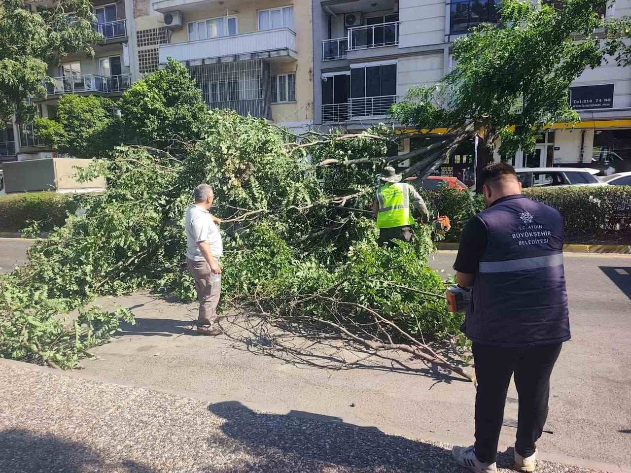 AYDIN'IN EFELER İLÇESİNDE SEYİR HALİNDEKİ OTOMOBİLİN ÜZERİNE ORTA REFÜJDEKİ AĞAÇ DEVRİLİRKEN...