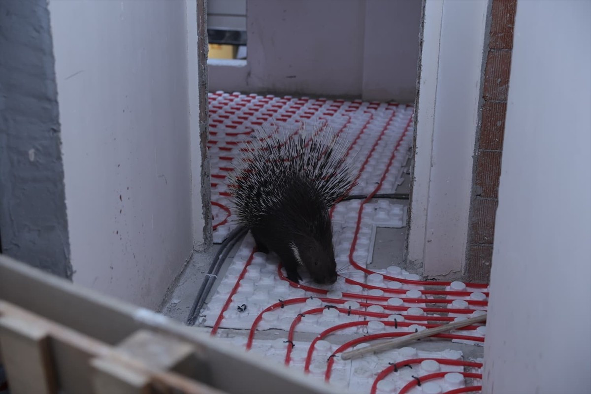 Aydın'ın İncirliova ilçesinde inşaatta mahsur kalan oklu kirpi kurtarılarak doğaya salındı.