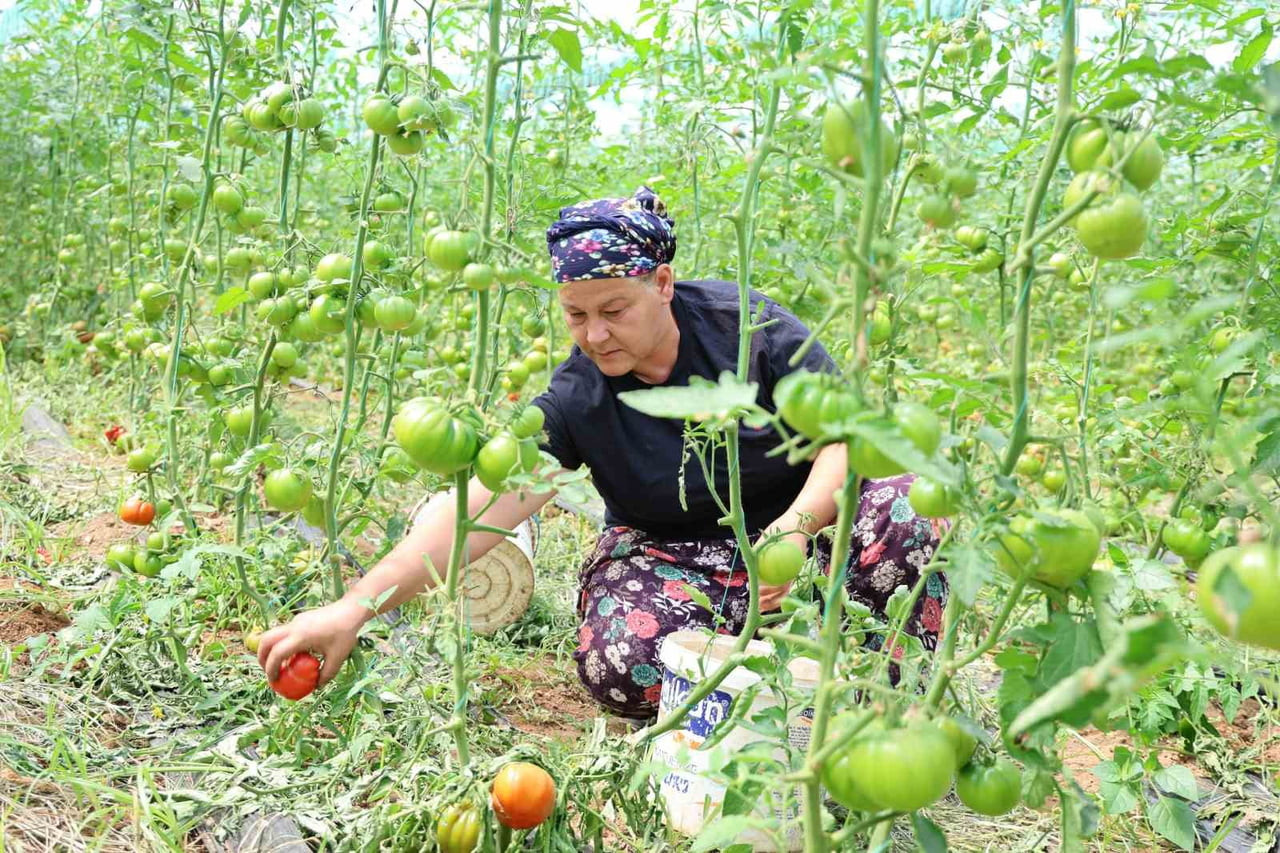 AYDIN'IN İNCİRLİOVA İLÇESİNDE ÜRETİLEN VE YERLİ HALKIN DANGALAK OLARAK İSİM VERDİĞİ YERLİ...