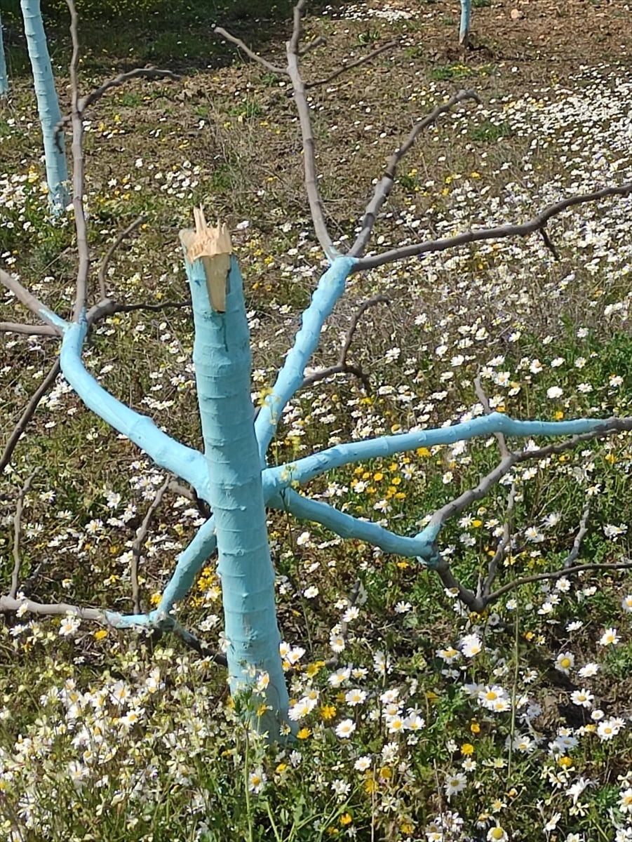 Aydın'ın Koçarlı ilçesinde 7 farklı bahçede incir ve zeytin ağaçlarının tahrip edilmesi üzerine...