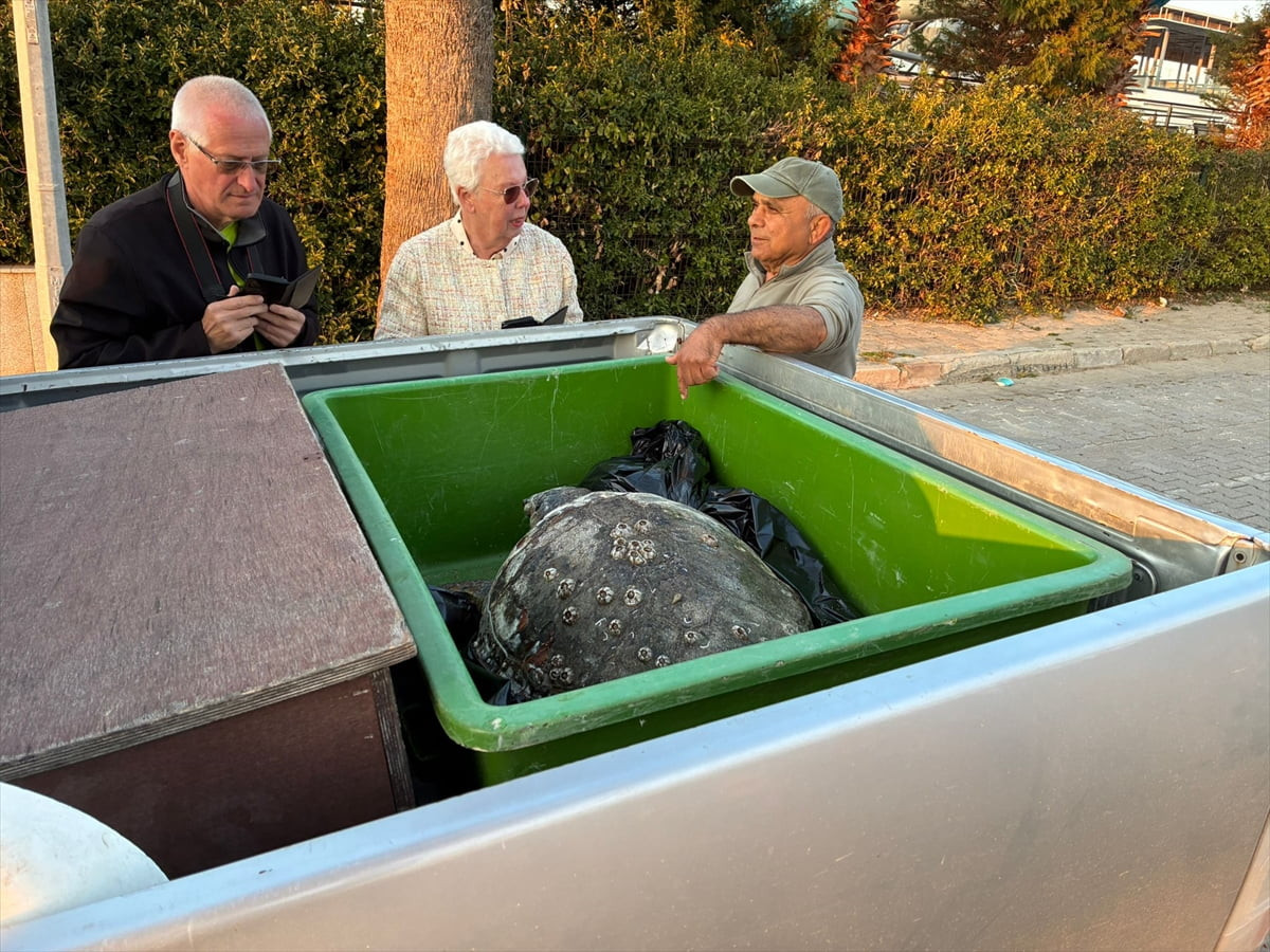 Aydın'ın Kuşadası ilçesinde 3 deniz kaplumbağası, cansız halde sahile vurdu.