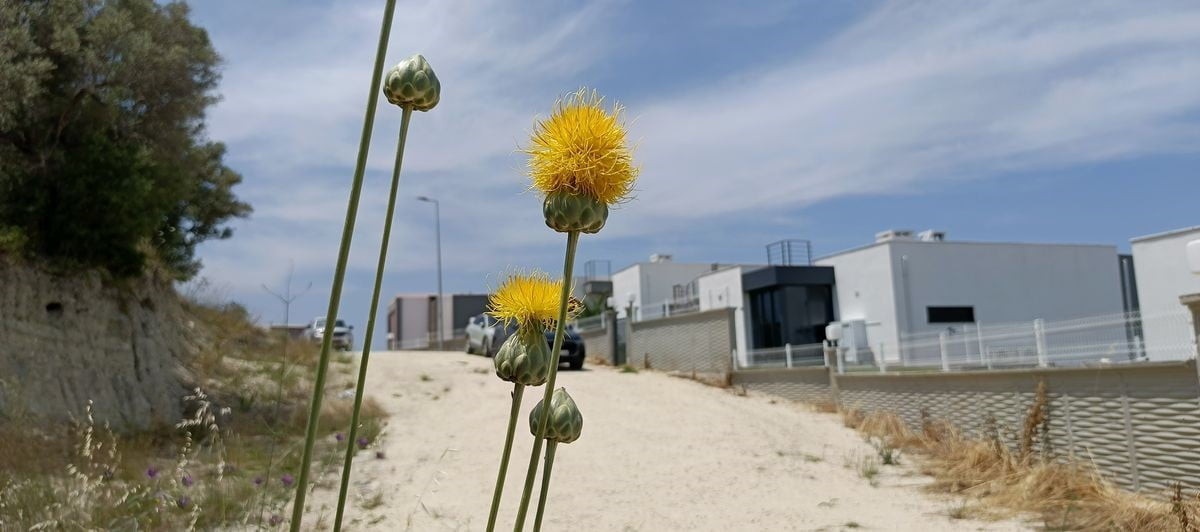 AYDIN'IN KUŞADASI İLÇESİNDE ENDEMİK BİTKİ TÜRÜ TÜLÜŞAH'IN YAŞAM ALANLARININ ZARAR GÖRDÜĞÜNE DİKKAT...